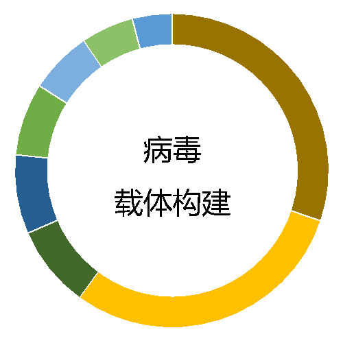 病毒载体构建