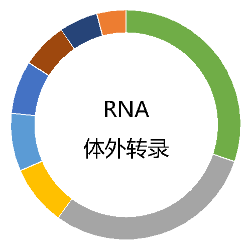 RNA转录